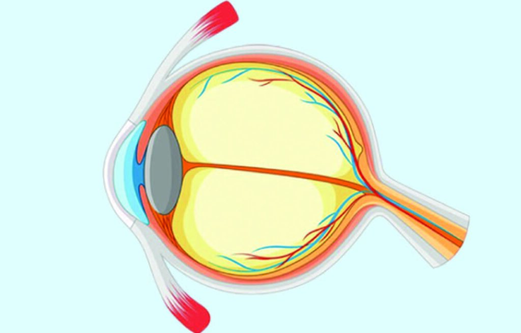 Macular Degeneration